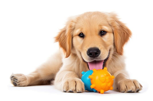 Toys for Home – How to Encourage Your Puppy’s Development