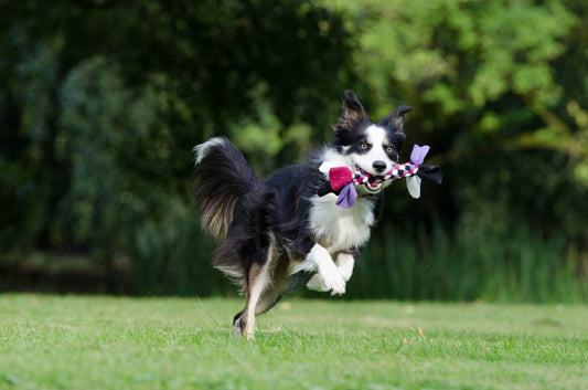 The Benefits of Regular Exercise and Activities for Pets