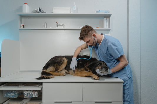 The Importance of Regular Veterinary Visits for Pet Health